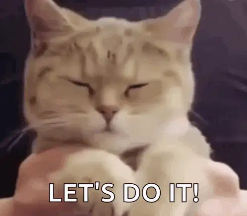 猫，我们开始吧