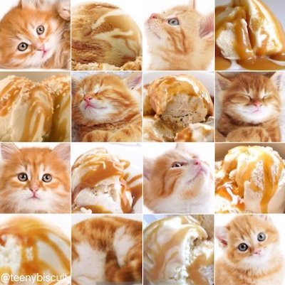 小猫大战焦糖