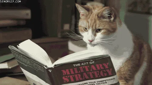 一只猫在读书的动图