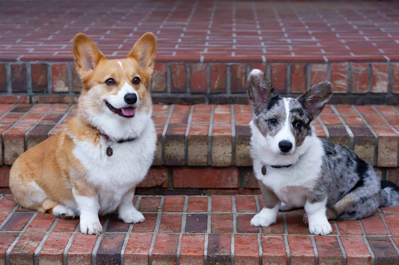 两只柯基犬坐在砖砌的台阶上。一只红色，另一只则是蓝陨石色。