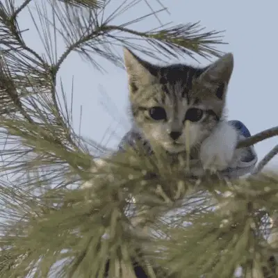 通过贡献或点赞来帮助我们
