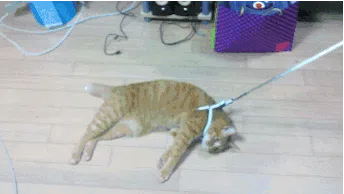 懒猫