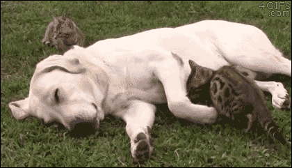 一只猫咪与正在打盹的狗狗依偎在一起的 GIF