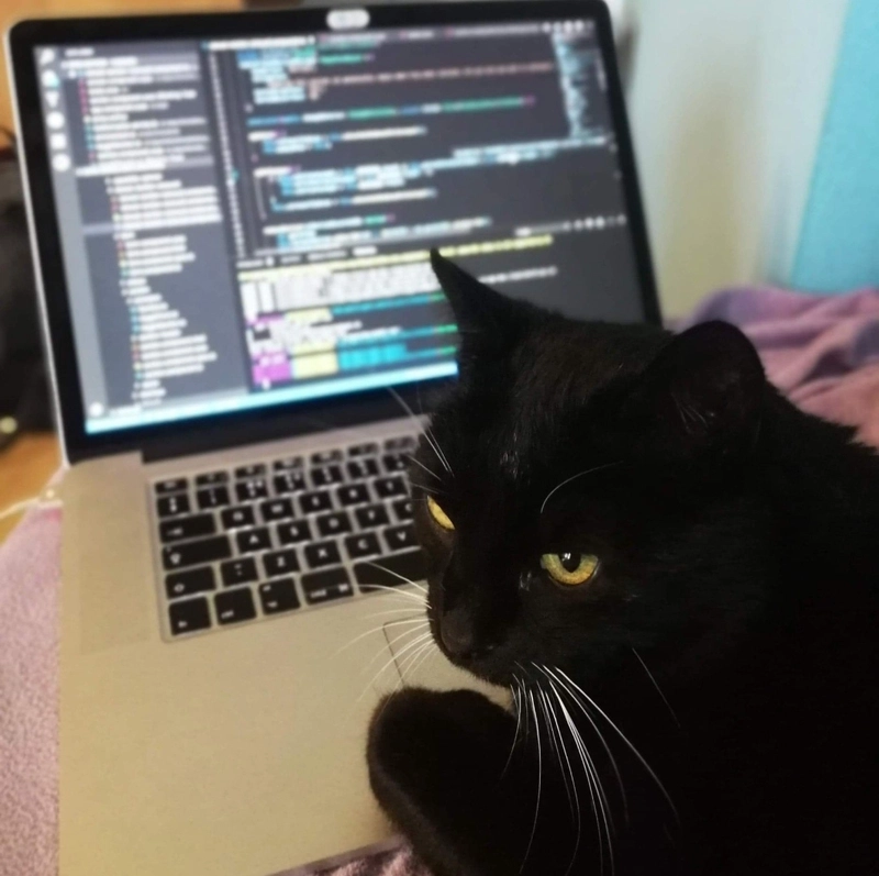 猫坐在电脑前，打开代码编辑器。