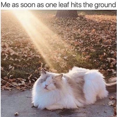秋猫表情包