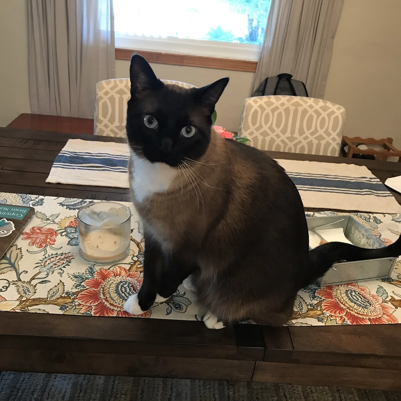 Momo 是我们的猫