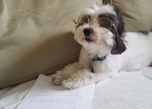 Lola the Micropanda，一只哈瓦那犬，长得像熊猫，戴着眼镜，正在读报纸