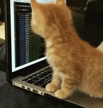 小猫