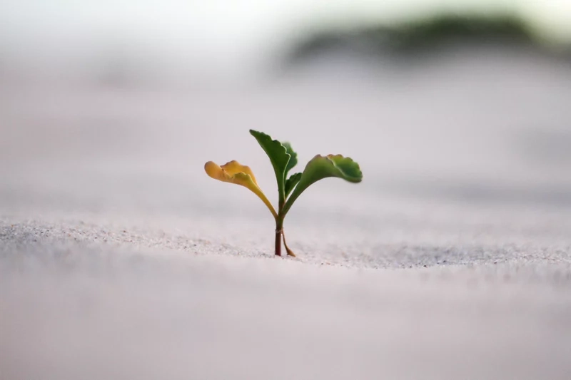 植物生长