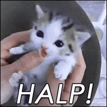 在 Github 上支持我们自己的开源项目