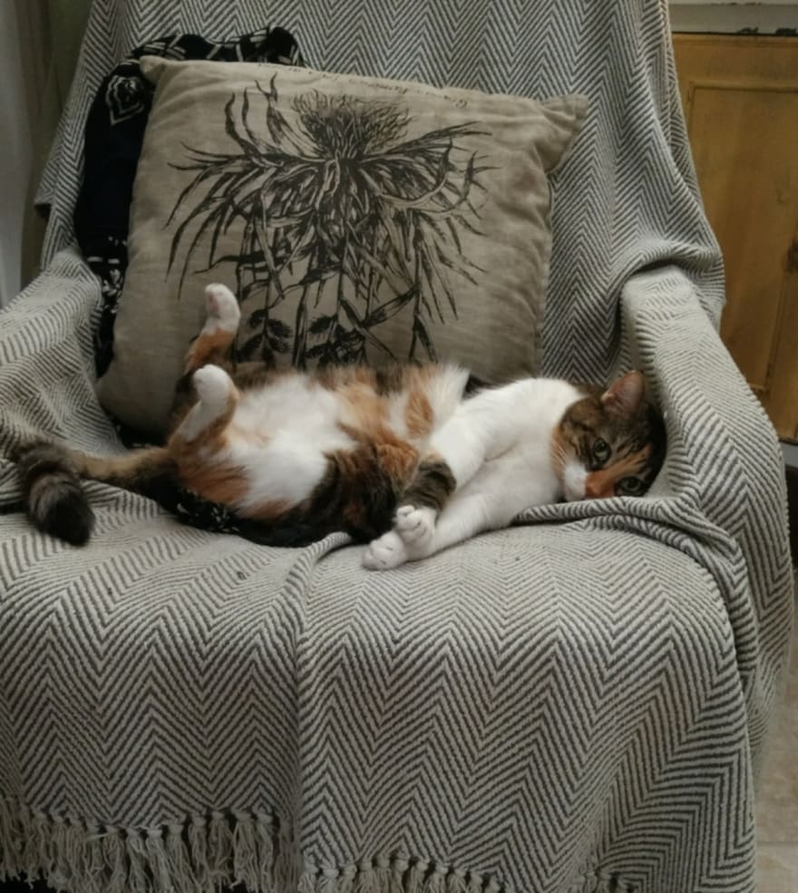疲惫的猫照片