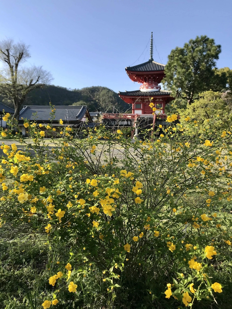 替代文本