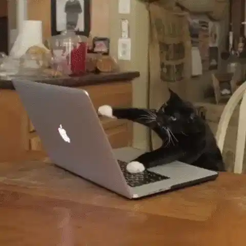 猫打字