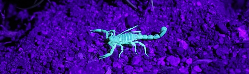 蝎