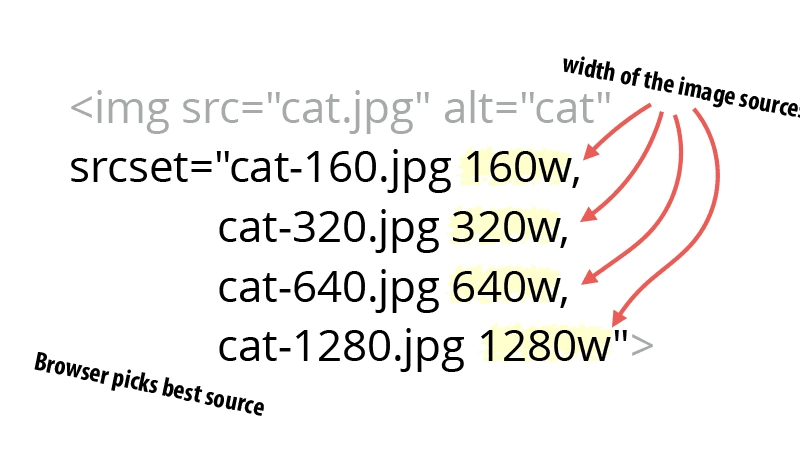 使用 srcset 的猫图片