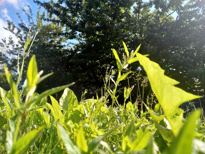 不完全是草药，但确实是我的花园