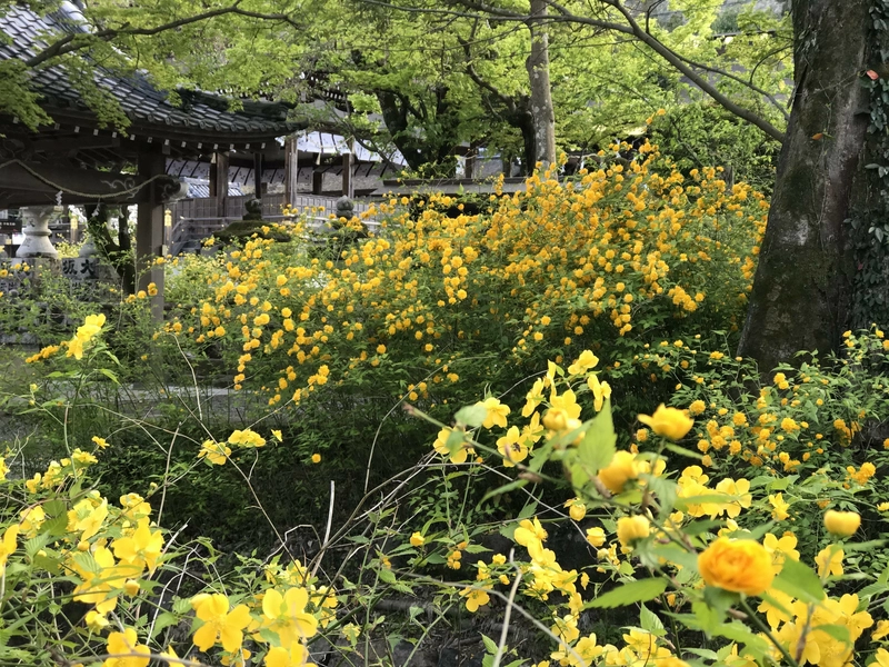 替代文本