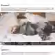 鼠标控制的 react-gallery-carousel