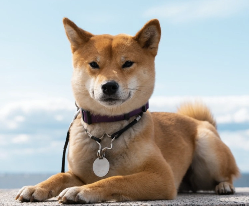 柴犬