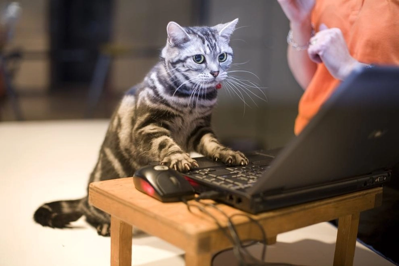 猫工人