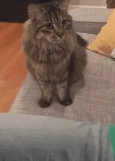 猫支持