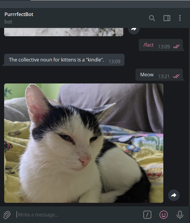meow 和 facts 函数与正则表达式