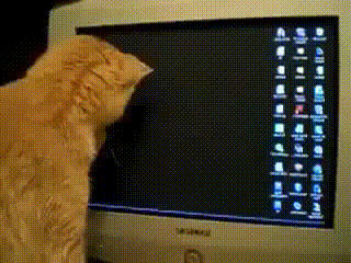有角的猫