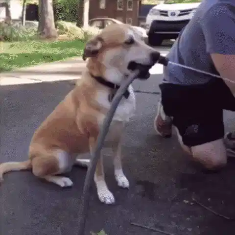 人工智能助手