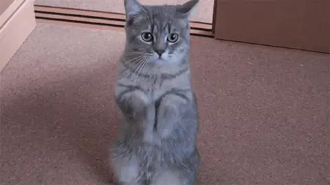 请给猫