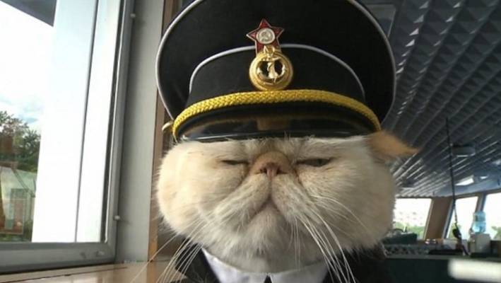 猫队长