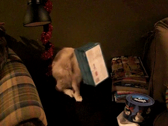 有趣的无痛苦猫头粘在纸盒上
