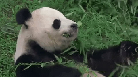 熊猫在森林里吃竹子
