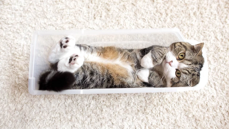 猫挤在盒子里