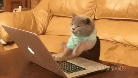 猫类型