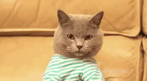 猫发垃圾帖 GIF