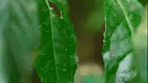 替代文本