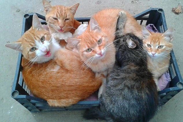 猫共用一个盒子
