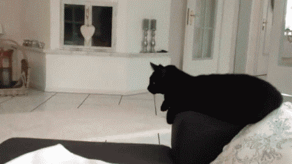 击掌猫 gif