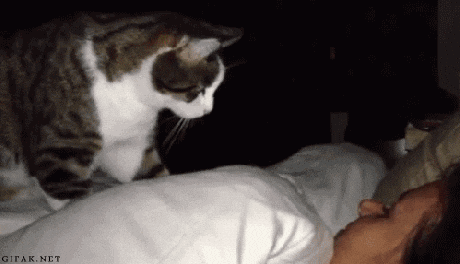 猫用爪子戳熟睡的人